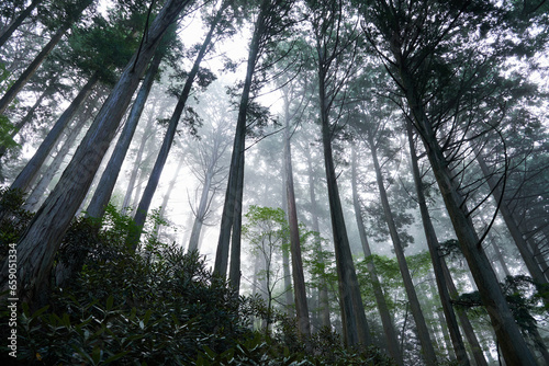 霧の風景