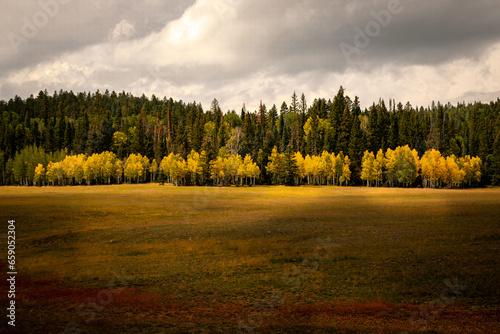 autumn landscape in the forest