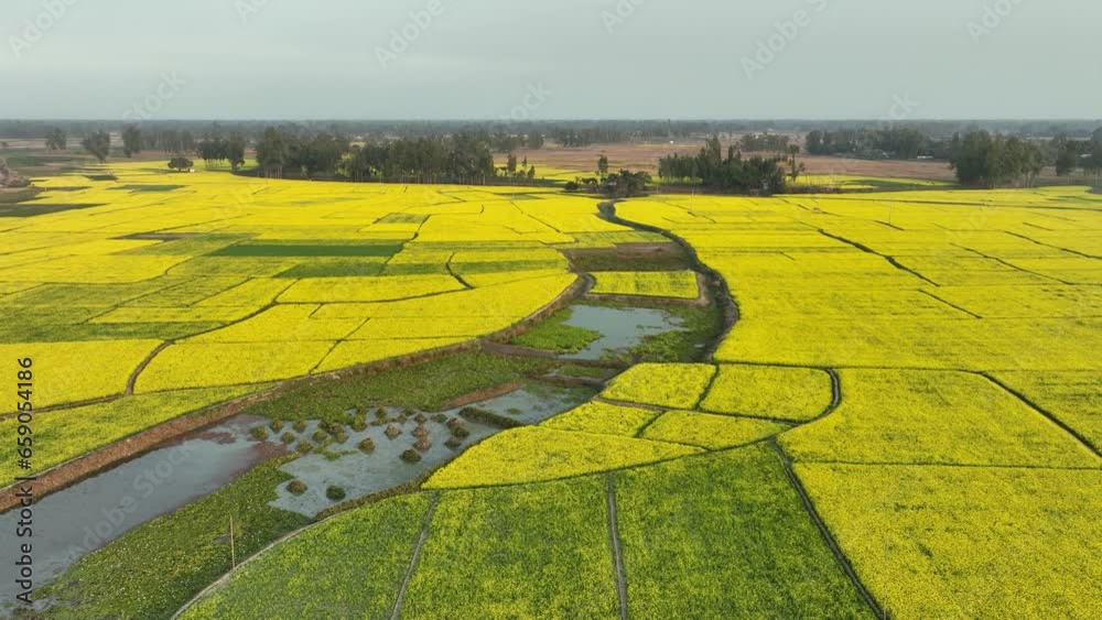A breathtaking aerial view of a vast yellow mustard field, a sea of