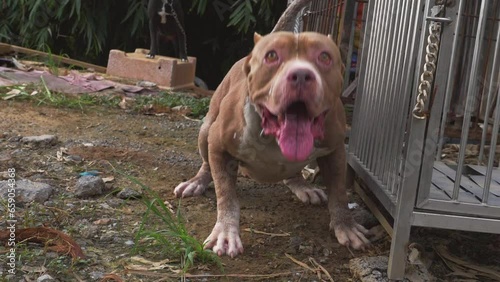Chained American Pitbull dog is angry and barking all the time.