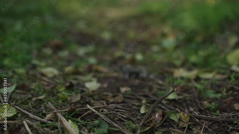 Slow motion fallen autumn leaves on a trail in forest Slow motion fallen autumn leaves on a trail in forest