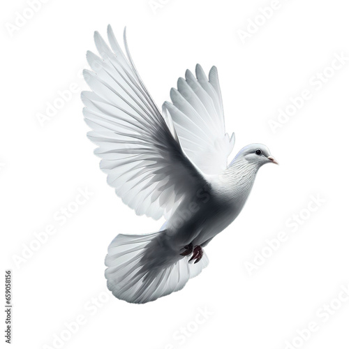 pigeon white flying isolated open wings for background bird peace