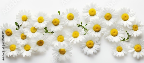 Chamomile flower s light shadows on white backdrop with delicate aesthetic
