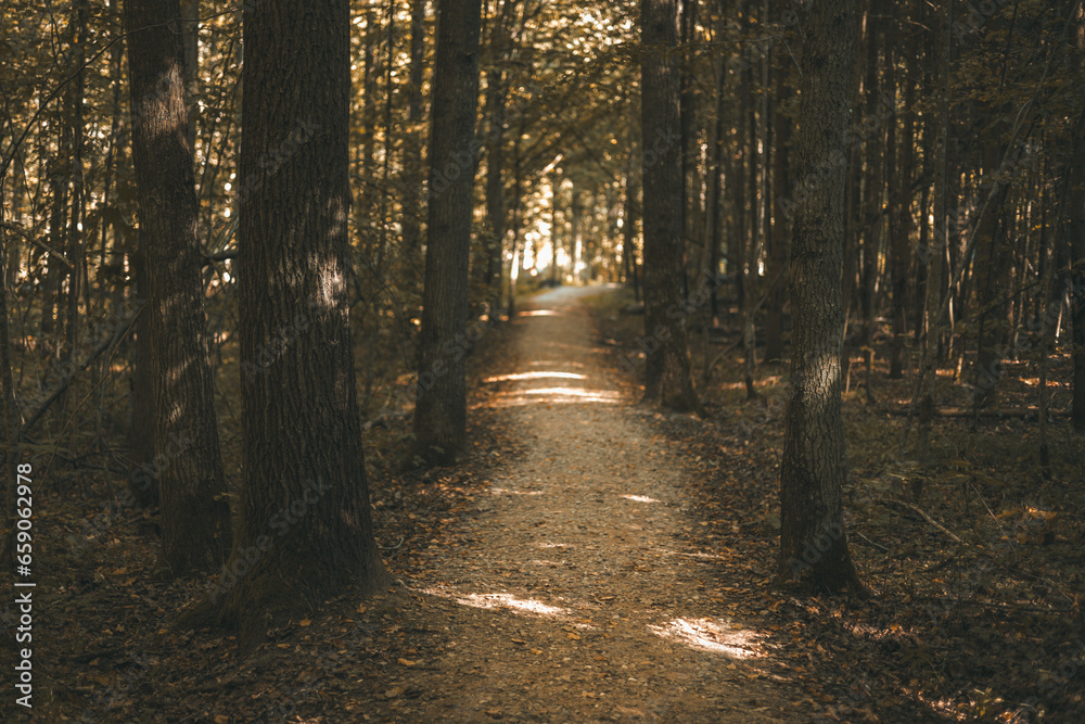 Forest roads in the autumn forest