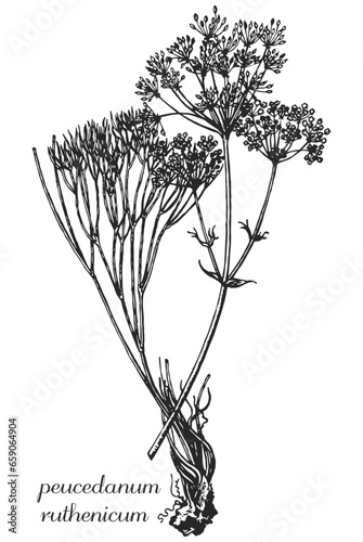 poucedanum ruthenicum, poucedanum officinale, poucedanum besserianum, medicinal plant, medicinal herbs, black and white design, poplar leaf, poplar branch, black and white poplar design, горичник