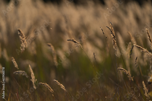 various field grasses and flowers on the background of the setting sun © Елена Челышева