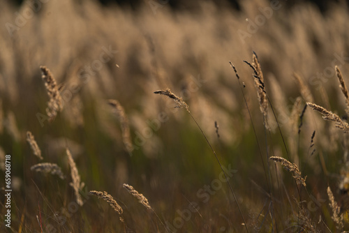 various field grasses and flowers on the background of the setting sun