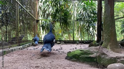 A very beautiful pair of Blue Crowned-pigeon. Cute bird. Beautiful bird. Mabruk Ubiaat. Crowed bird. photo