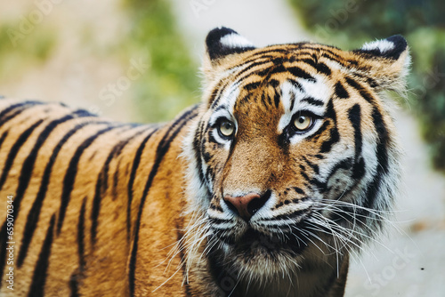Portrait d un magnifique tigre de Sib  rie