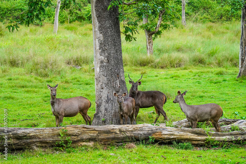 Herd of sambar deer or Rusa unicolor grazing in a wildlife sanctuary