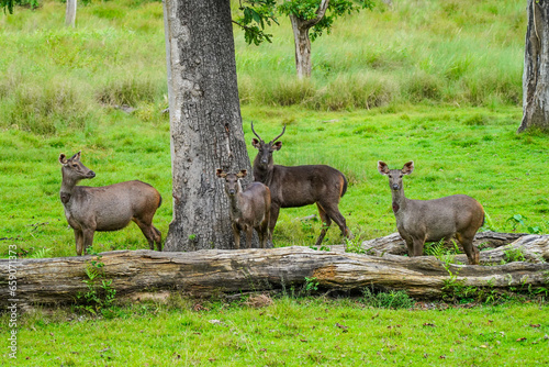 Herd of sambar deer or Rusa unicolor grazing in a wildlife sanctuary