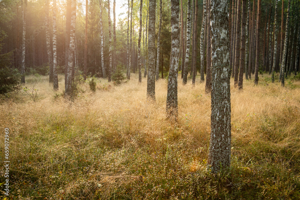 Fototapeta premium Forest landscape in autumn