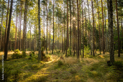 Forest landscape in autumn