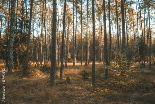 Forest landscape in autumn © szczepank