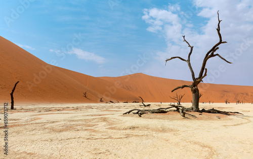 Dead camelthorn trees (Acacia erioloba) in Deadvlei, Sossusvlei, Namib Desert, Namib-Naukluft National Park, Namibia, Africa