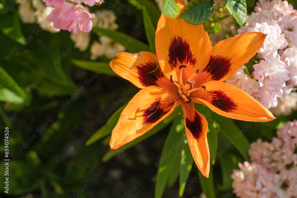 Fototapeta premium Bright orange Asiatic lily flower close-up.