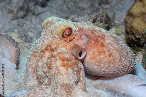 Octopus found in the underwater world of the island of Curacao. In the Dutch Antilles, near Aruba and Bonaire. photo