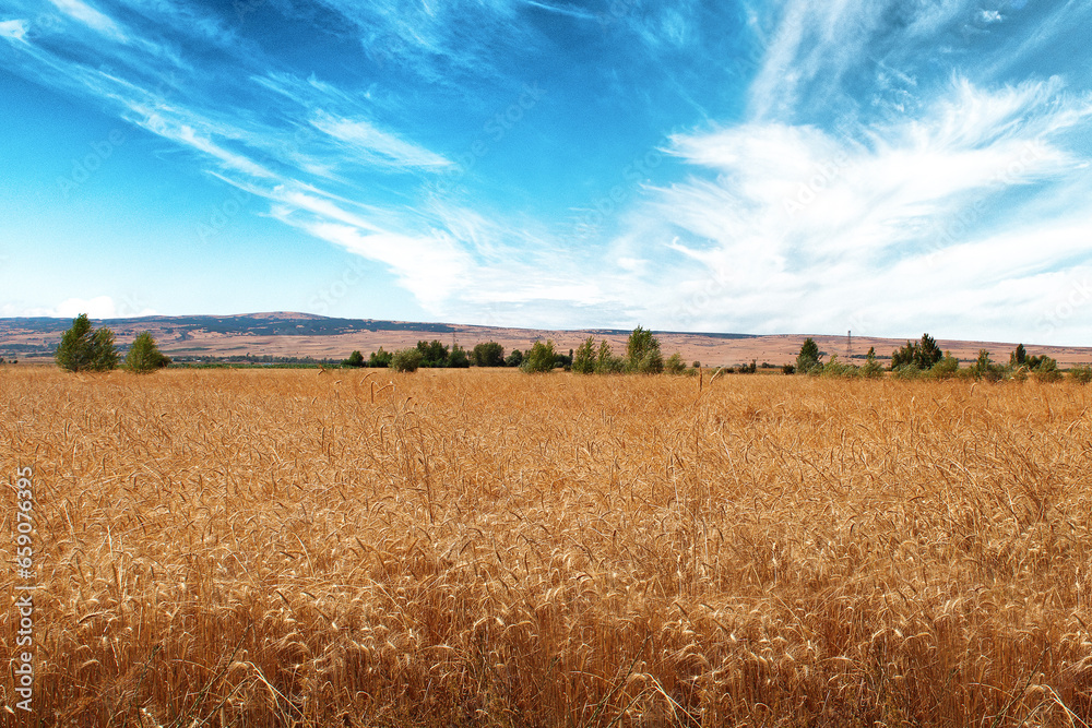 Wheat field with blue sky view.