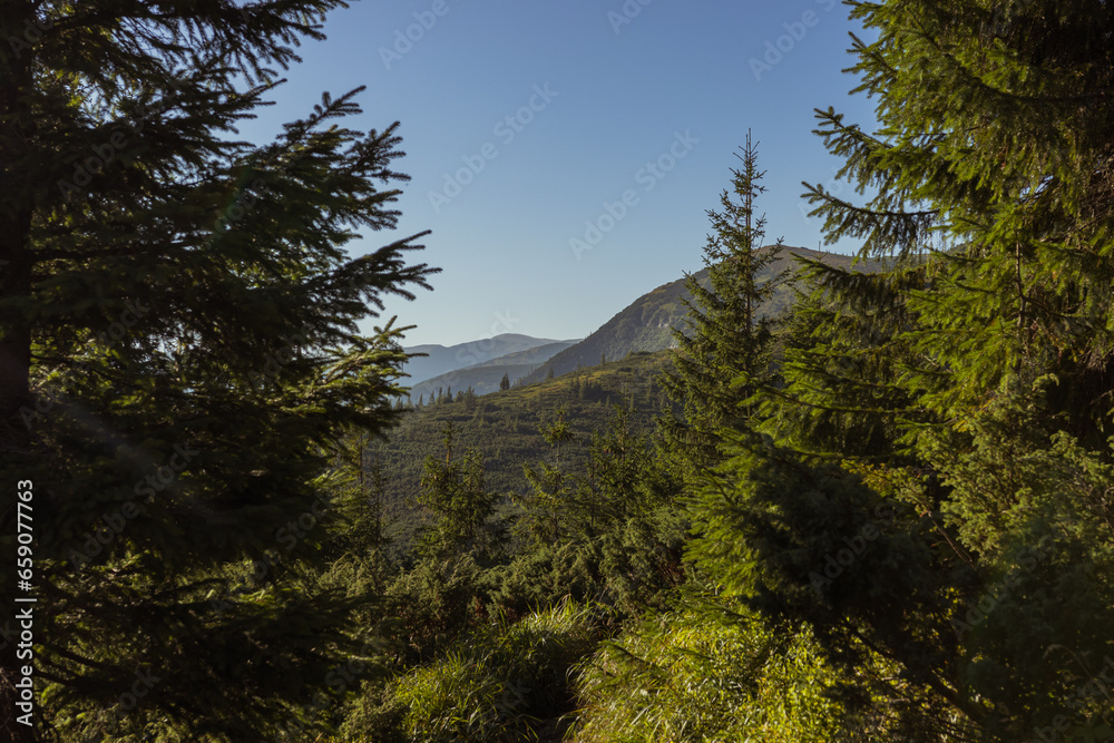 Tall evergreen trees set against a mountain backdrop, nature's grandeur in the heart of the mountains