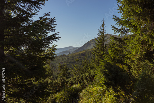 Tall evergreen trees set against a mountain backdrop, nature's grandeur in the heart of the mountains