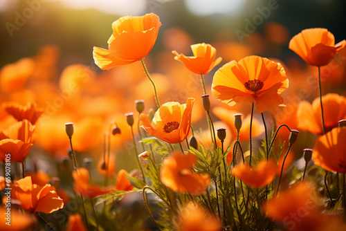 flowers in the field