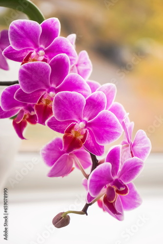Pink flower orchids on light  background. Floral design, close-up, copy space. View from the side, home tropical flower. Houseplant Phalaenopsis close up, vertical orientation.