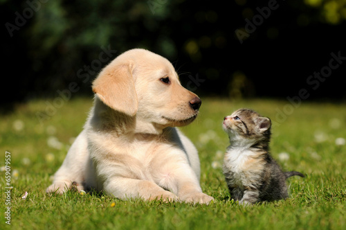 Dog and cat friendship. Kitten and puppy lying on meadow. 