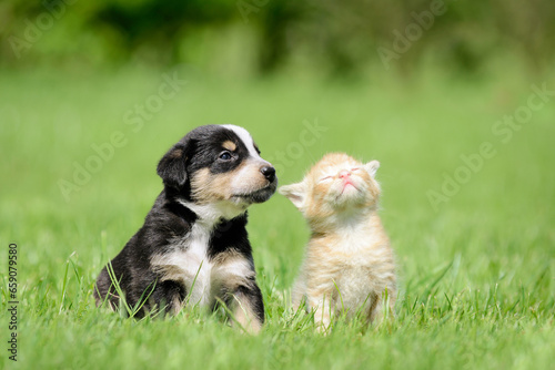 Dog and cat sitting on meadow. Friendship between kitten and puppy