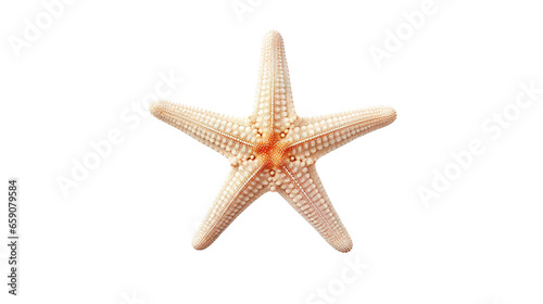 Starfish isolated on white background - Starfish PNG Transparent Background