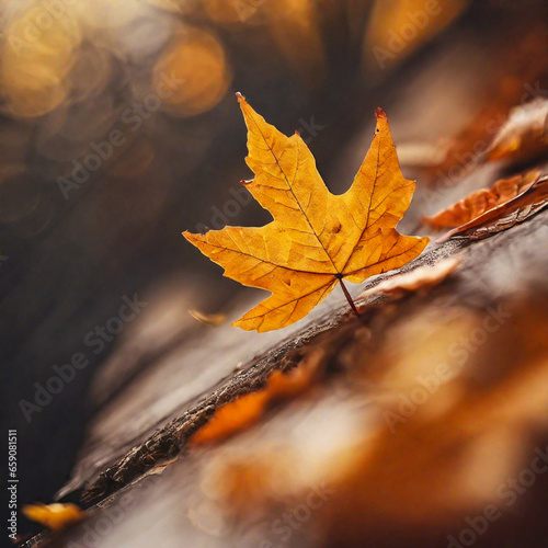 autumn leaves on ground  background bokeh