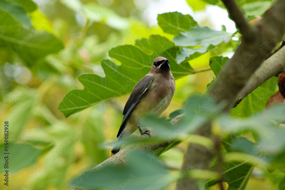 Fototapeta premium Bandit Bird in Fig Tree 01