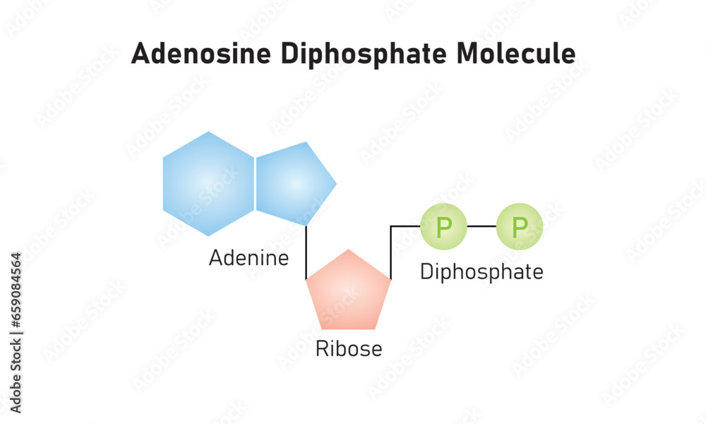 Adenosine Diphosphate (ADP) Molecule Scientific Design. Vector Illustration.