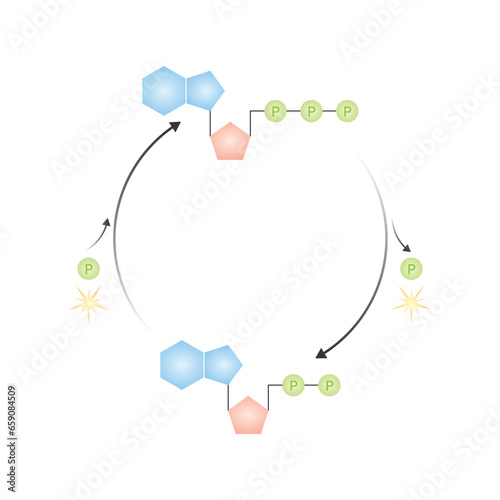 ATP-ADP Cycle Scientific Design. Vector Illustration.