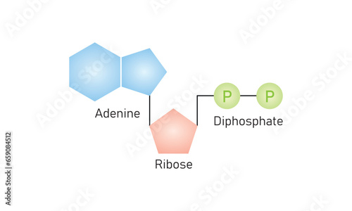 Adenosine Diphosphate (ADP) Molecule Scientific Design. Vector Illustration. photo