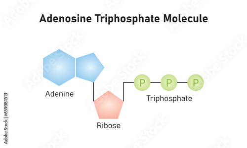 Adenosine Triphosphate (ATP) Molecule Scientific Design. Vector Illustration. photo