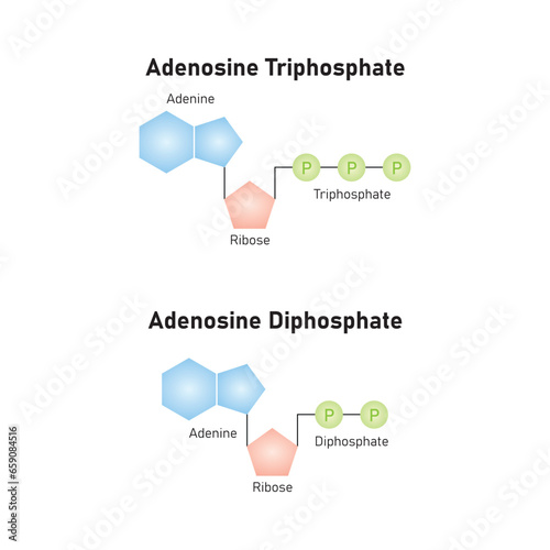 ATP and ADP Molecules Scientific Design. Vector Illustration.