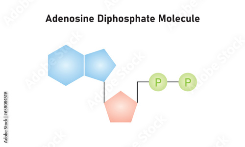 Adenosine Diphosphate (ADP) Molecule Scientific Design. Vector Illustration.