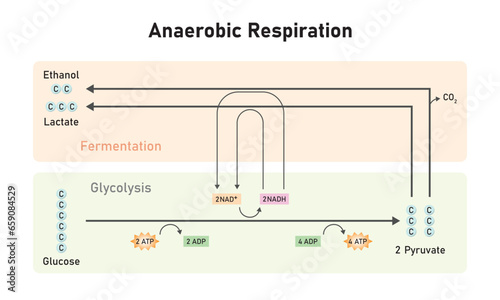 Anaerobic Respiration Scientific Design. Vector Illustration. photo
