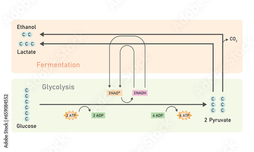 Anaerobic Respiration Scientific Design. Vector Illustration. photo