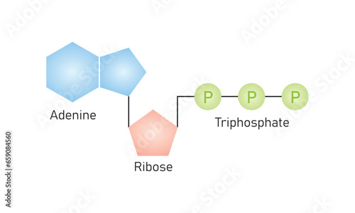 Adenosine Triphosphate (ATP) Molecule Scientific Design. Vector Illustration.