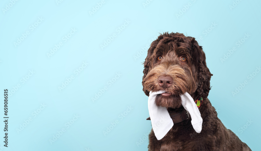 Cute dog with sock in mouth on colored background. Fluffy puppy dog chewing or stealing clothing with playful expression. 1 year old female Labradoodle, chocolate. Selective focus. Blue background. - obrazy, fototapety, plakaty 