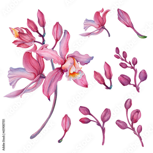 Pink orchid, Orchid aliment set with floral arrangements.