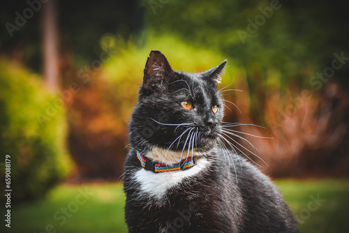 black and white cat portrait with eyes and collar