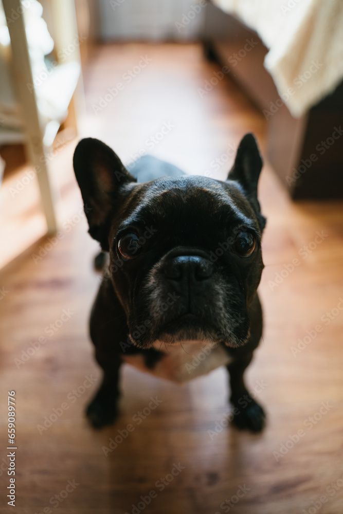 Purebred dog. A French bulldog looks at the camera. Dog in the interior. Vertical photo.