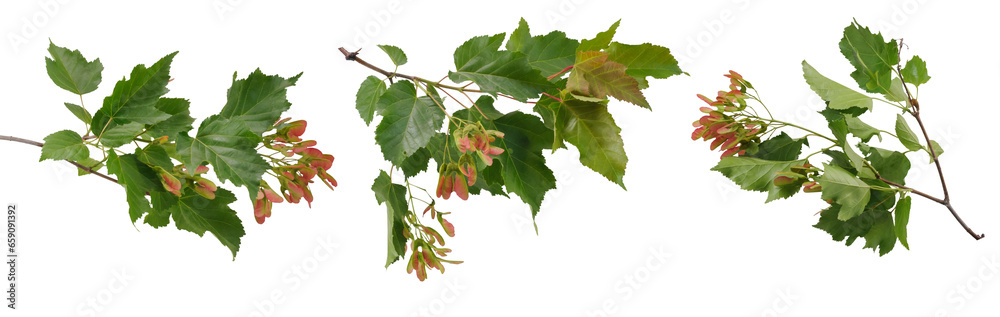 Three branches of canadian maple tree with green leaves and red seeds at various angles on white background Three branches of canadian maple tree with green leaves and red seeds at various angles on white background