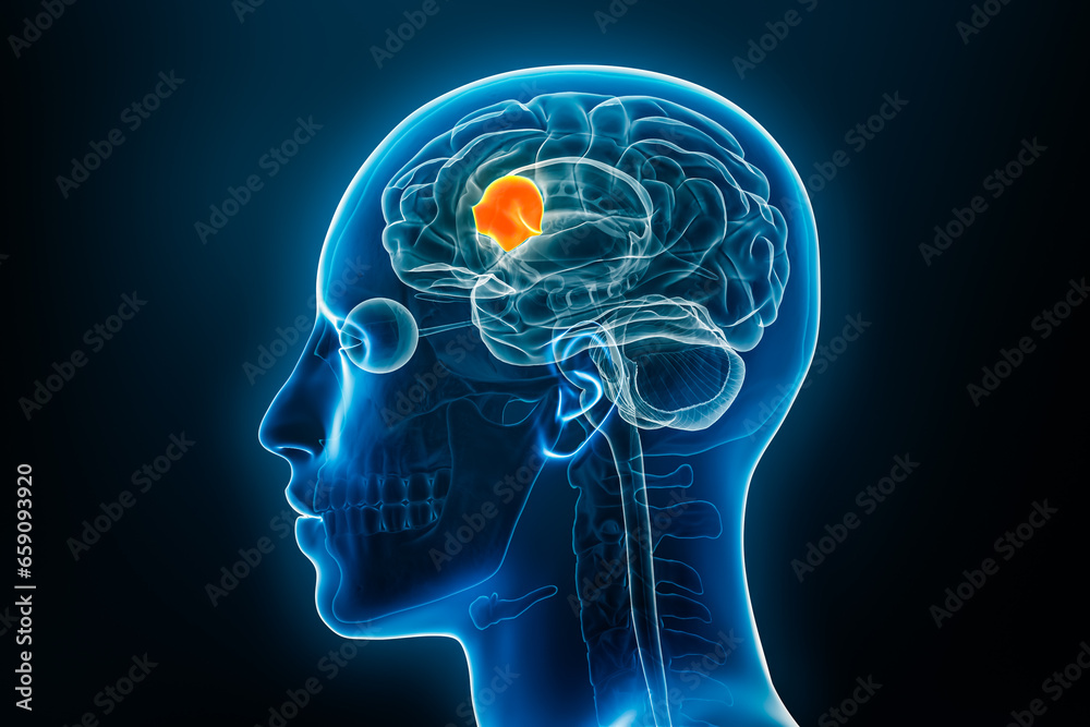 Broca's area x-ray 3D rendering illustration on blue background. Human ...