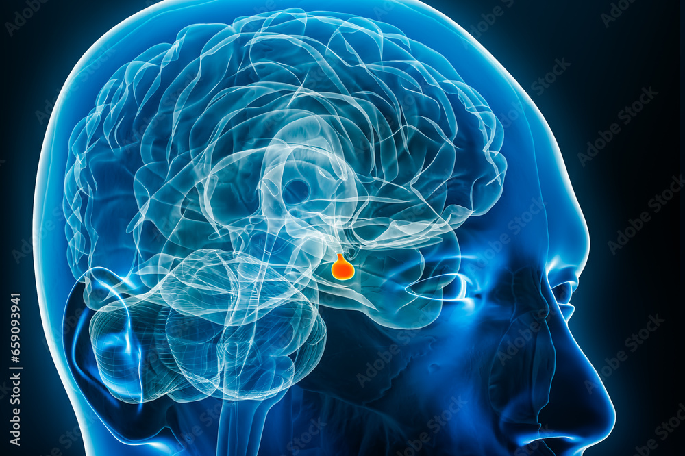 Pituitary gland or neurohypophysis x-ray 3D rendering illustration. Human body, brain and endocrine system anatomy, medical, biology, science, neuroscience, neurology concepts. Pituitary gland or neurohypophysis x-ray 3D rendering illustration. Human body, brain and endocrine system anatomy, medical, biology, science, neuroscience, neurology concepts.