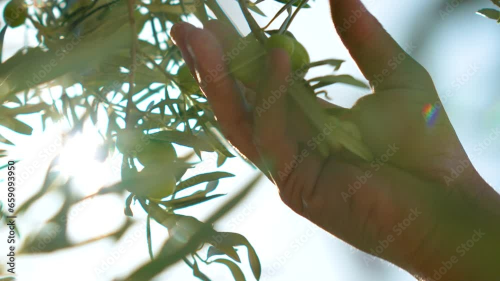 ceuillette and picking ripe olives harvest on field plantation, tree branches full of ripe green and black cultivated olives, seasonal harvest for high-quality olive oil production. Agriculture
