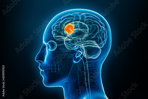 Broca's area x-ray 3D rendering illustration on blue background. Human body, brain or cerebrum anatomy, medical, biology, science, neuroscience, neurology concepts.