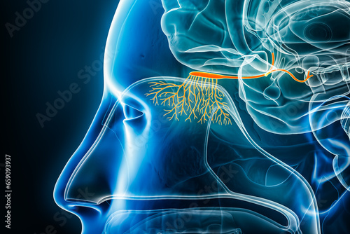 Olfactory fibers, bulb and nerve or tract 3D rendering illustration with body contours. Human brain, nervous and sensory system anatomy, medical, biology, science, neuroscience, neurology concepts.